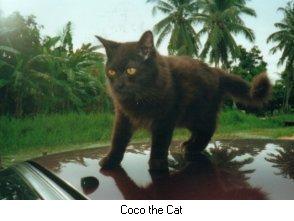 Coco