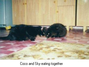 Mr. Sky & Coco