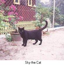 Sky the Cat